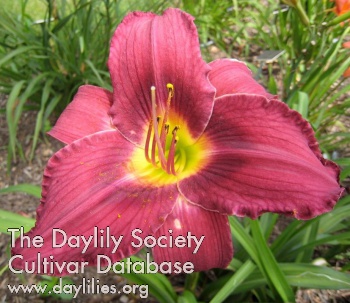 Daylily Nile Flower
